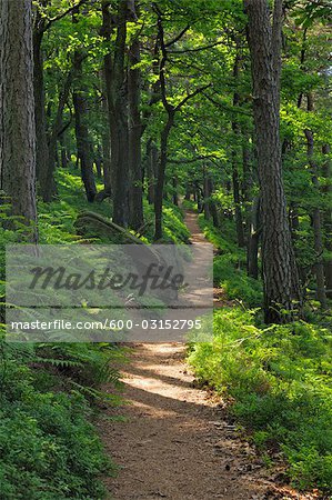 Kalmit, forêt du Palatinat, Rhénanie-Palatinat, Allemagne