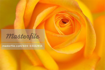 Rose jaune