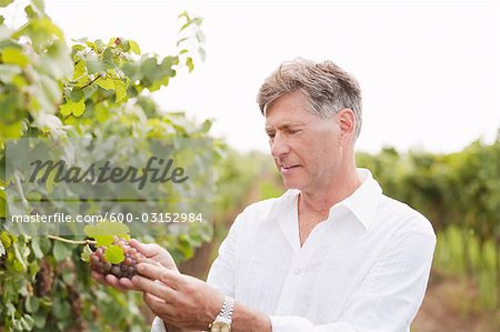 Œnologue examinant les raisins