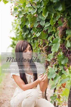 Vigneron en vérifiant les raisins