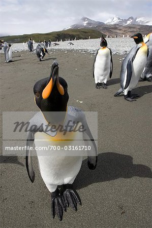 King Penguin, South Georgia Island, Antarctica