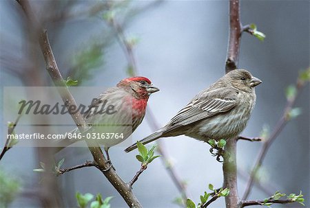 Haus-FINKEN, männliche und weibliche Carpodacus Mexicanus Nord-und Mittelamerika