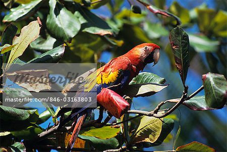 Ara rouge ou Ara macao en ALMOND TREE parc NATIONAL de CORCOVADO, COSTA RICA CENTRAL et Amérique du Sud Ara rouge ou Ara macao en ALMOND TREE parc NATIONAL de CORCOVADO, COSTA RICA CENTRAL et Amérique du Sud