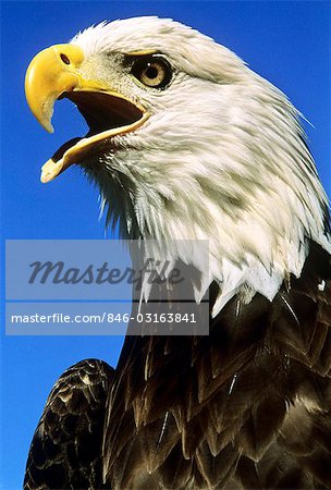 BALD EAGLE WITH MOUTH OPEN