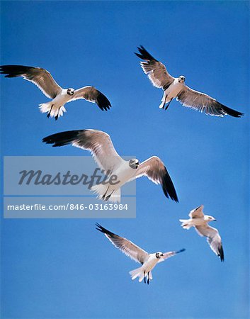 GROUP OF SEA GULLS HOVERING IN SKY