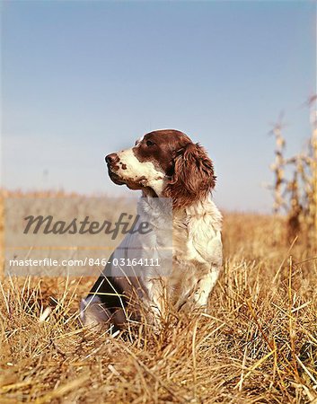 1970s SETTER HUNTING DOG IN AUTUMN FIELD