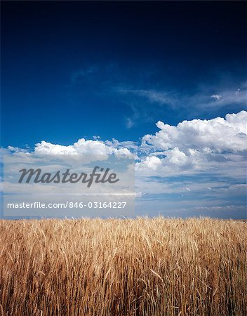 RIPE WHEAT FIELD AGAINST BLUE SKY NEBRASKA