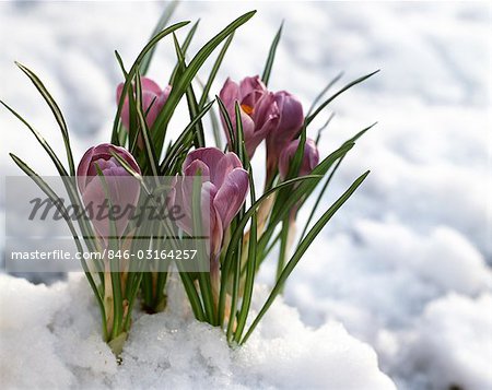 LA NEIGE VIOLET FLEUR CROCU ÉMERGEANT DE PRINTEMPS