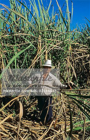 MAN HARVESTING SUGAR CANE EVERGLADES, FL