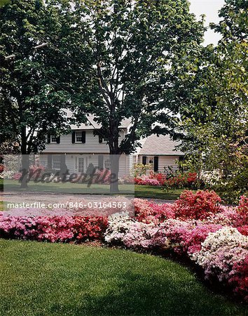 1970s PINK AND WHITE BLOOMING AZALEA BUSHES IN FRONT OF SUBURBAN HOUSE