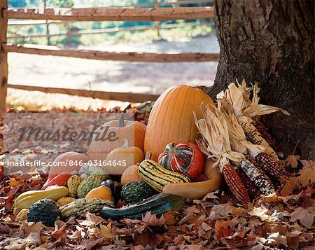 GRUPPIERUNG VON HERBST GEMÜSE AN DER BASIS DER STRUKTUR VON ZAUN