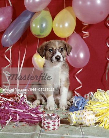 1960s PUPPY DOG BALLOONS PARTY AND COLORFUL STREAMERS