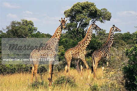 KENIA, AFRIKA MASAI MARA GAME RESERVE MASAI GIRAFFEN