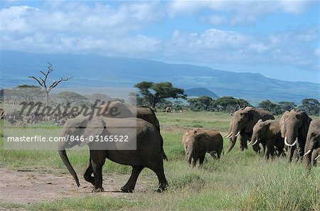 KENYA AFRICA AMBOSELI NATIONAL PARK HERDS OF ELEPHANTS AND CAPE BUFFALO