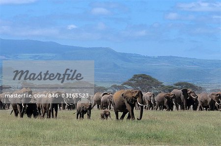 PARC NATIONAL D'AMBOSELI AU KENYA AFRIQUE TROUPEAU D'ÉLÉPHANTS TRAVERSANT LES PLAINES DU MONT KILIMANJARO