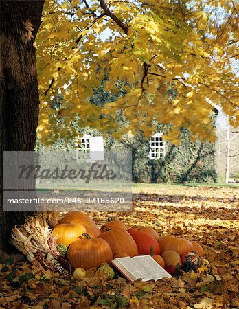 AUTUMN SCENE WITH ARRANGEMENT OF HARVEST PUMPKINS UNDER A TREE WITH AN OPEN BIBLE