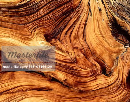 WEATHERED PINE WOOD TEXTURE