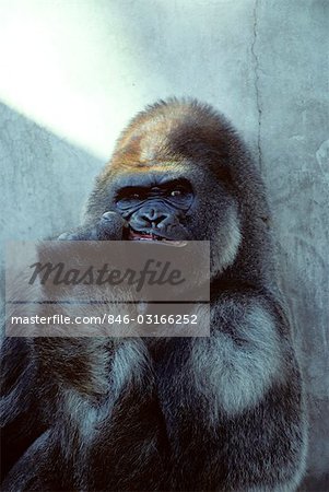 PORTRAIT OF MALE GORILLA Gorilla gorilla