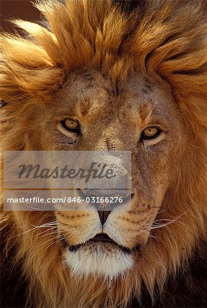 AFRICAN LION Panthera leo AFRICA