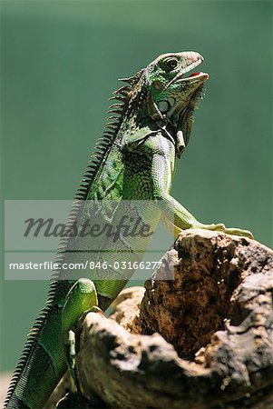 GREEN IGUANA ON TREE LIMB Iguana iguana COSTA RICA