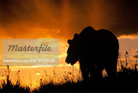 GRIZZLY BEAR SILHOUETTE AT SUNSET Ursus arctos horribilis