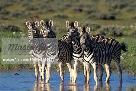 GRUPPE VON BURCHELL'S ZEBRA ETOSHA NATIONALPARK, NAMIBIA, AFRIKA IM TEICH