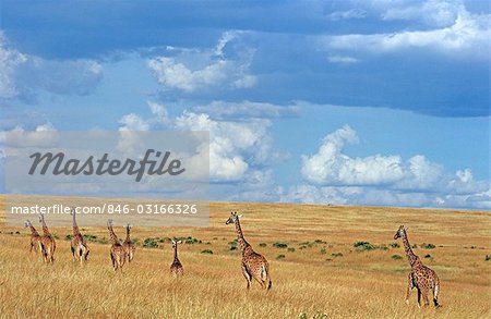 KENIA MASAI MARA NATIONAL RESERVE GIRAFFE WANDERN IM GRÜNLAND