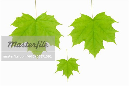 Blätter des Spitz-Ahorn