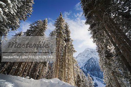 Bäume im Winter, Arosa, Schweiz