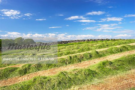 Cut Hay, Dumfries and Galloway, Scotland, UK