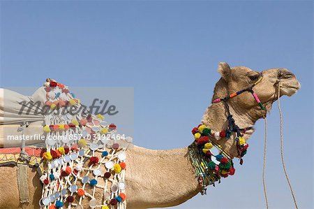 Close-up of a camel in a fair, Pushkar Camel Fair, Pushkar, Rajasthan, India