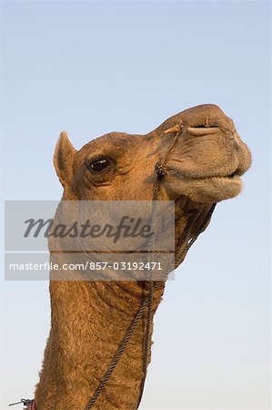 Tête de gros plan d'un chameau, Pushkar, Rajasthan, Inde