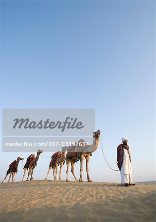 Man with camels in a desert, Thar Desert, Jaisalmer, Rajasthan, India
