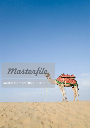 Chameau dans un désert, désert du Thar, Jaisalmer, Rajasthan, Inde