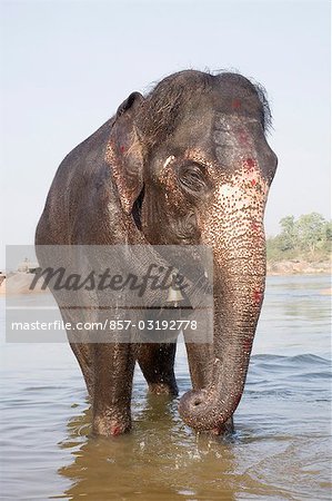 Éléphants se baigner dans l'eau, Hampi, Karnataka, Inde