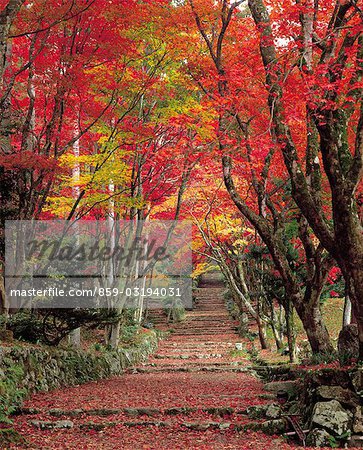 Route automne