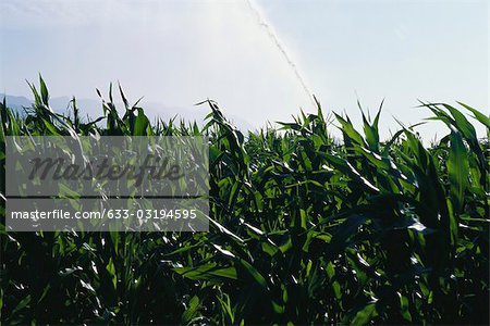 Champ de maïs étant irrigué, Cerdagne, Espagne