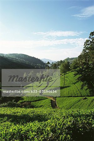 Plantation de thé sur le flanc de coteau, Sri Lanka