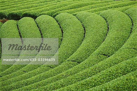 Teeplantage, Japan