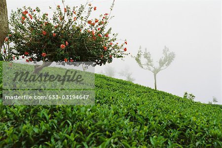 Plantation de thé dans de la brume, Darjeeling, Inde