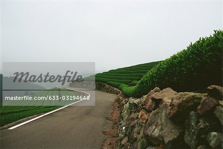 Plantation de thé, paysage, Japon