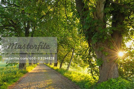 Road, l'île de Rügen, Mecklembourg, Mecklembourg-Poméranie occidentale, Allemagne