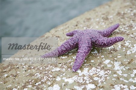 Starfish on the Beach, Vancouver, BC, Canada