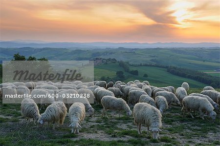 Herde von Schafen, Montecontieri, Asciano, Toskana, Italien