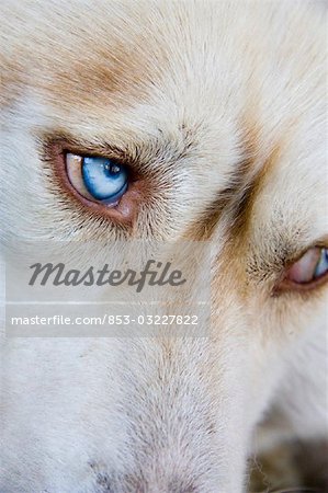 Gesicht von einem husky, Nahaufnahme