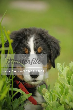 Bernese mountain dog puppy, portrait