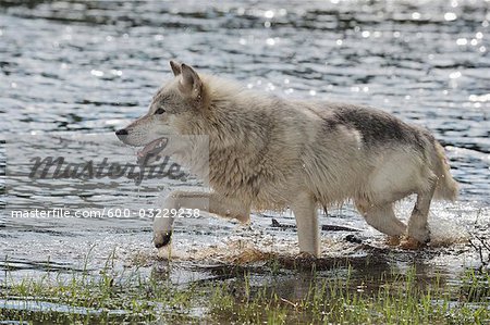 Gray Wolf im Wasser, Minnesota, USA