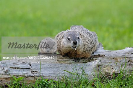 Marmotte avec Young, Minnesota, USA