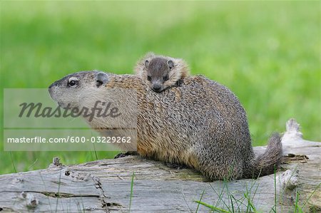 Groundhog with Young, Minnesota, USA