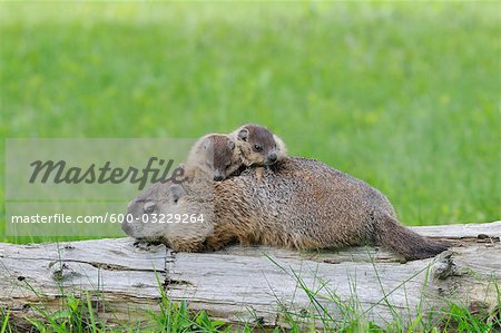 Marmotte avec Young, Minnesota, USA